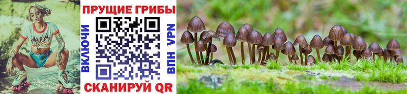 Псилоцибиновые грибы GOLDEN TEACHER  mega рабочий сайт  Осташков  цена наркотик 
